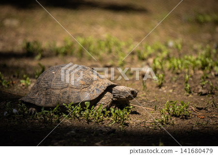 Tortoise resting on forest floor in natural habitat, close up wildlife portrait of land turtle with 141680479