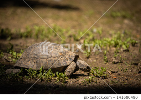 Tortoise resting on forest floor in natural habitat, close up wildlife portrait of land turtle with Tortoise resting on forest floor in natural habitat, close up wildlife portrait of land turtle with 141680480