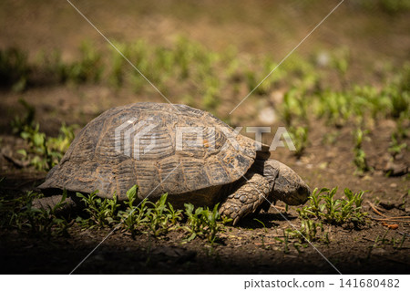 Tortoise resting on forest floor in natural habitat, close up wildlife portrait of land turtle with Tortoise resting on forest floor in natural habitat, close up wildlife portrait of land turtle with 141680482