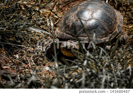 Tortoise resting on forest floor in natural habitat, close up wildlife portrait of land turtle with Tortoise resting on forest floor in natural habitat, close up wildlife portrait of land turtle with 141680487