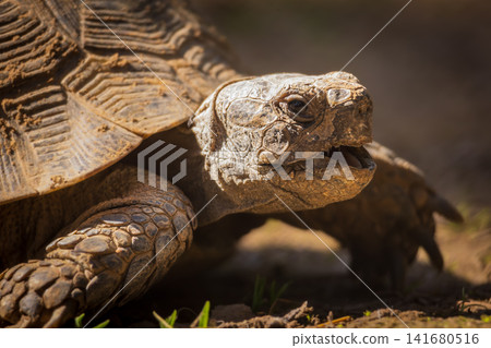 Tortoise resting on forest floor in natural habitat, close up wildlife portrait of land turtle with 141680516