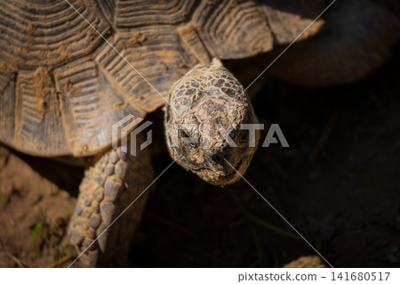 Tortoise resting on forest floor in natural habitat, close up wildlife portrait of land turtle with 141680517