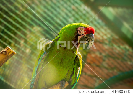 Green Macaw Parrot Portrait with Vibrant Plumage and Red Forehead, Exotic Tropical Bird Close Up, D Green Macaw Parrot Portrait with Vibrant Plumage and Red Forehead, Exotic Tropical Bird Close Up, D 141680538