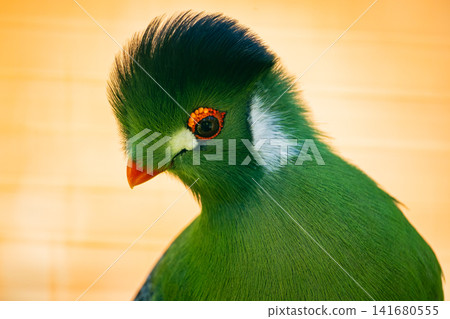 Close Up Portrait of Green Turaco Bird with Vibrant Plumage and Red Eye Ring, Exotic Tropical Avian Close Up Portrait of Green Turaco Bird with Vibrant Plumage and Red Eye Ring, Exotic Tropical Avian 141680555