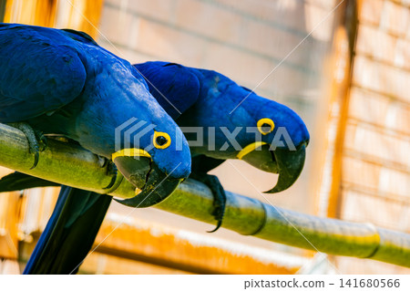 Pair of Hyacinth Macaws Perched Together, Vibrant Blue Parrots with Yellow Eye Rings, Exotic Tropic 141680566