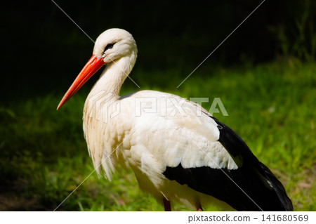 White Stork Standing in Green Grass, Detailed Wildlife Portrait with Red Beak, Elegant Plumage and White Stork Standing in Green Grass, Detailed Wildlife Portrait with Red Beak, Elegant Plumage and 141680569