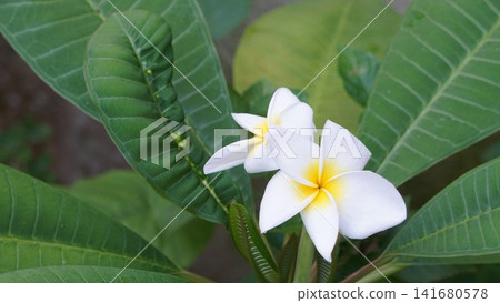 具有療癒功效的熱帶花卉 具有療癒功效的熱帶花卉 141680578