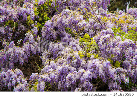Beautiful Blooming Wisteria Flowers Hanging in Clusters, Delicate Pastel Purple Wisteria Blossoms i Beautiful Blooming Wisteria Flowers Hanging in Clusters, Delicate Pastel Purple Wisteria Blossoms i 141680590