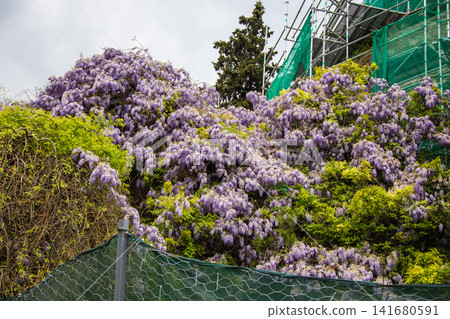 Beautiful Blooming Wisteria Flowers Hanging in Clusters, Delicate Pastel Purple Wisteria Blossoms i 141680591