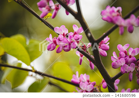 Vibrant Pink Redbud Flowers in Full Bloom, Beautiful Spring Cercis Siliquastrum Blossom Clusters on Vibrant Pink Redbud Flowers in Full Bloom, Beautiful Spring Cercis Siliquastrum Blossom Clusters on 141680596