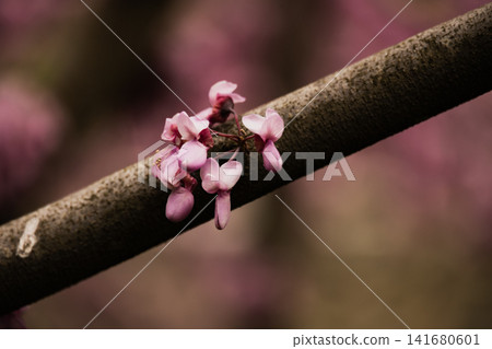 Vibrant Pink Redbud Flowers in Full Bloom, Beautiful Spring Cercis Siliquastrum Blossom Clusters on Vibrant Pink Redbud Flowers in Full Bloom, Beautiful Spring Cercis Siliquastrum Blossom Clusters on 141680601