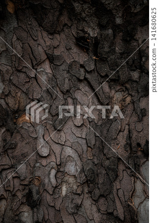 Abstract Tree Bark Texture Background with Peeling Natural Patterns, Detailed Organic Wood Surface Abstract Tree Bark Texture Background with Peeling Natural Patterns, Detailed Organic Wood Surface 141680625