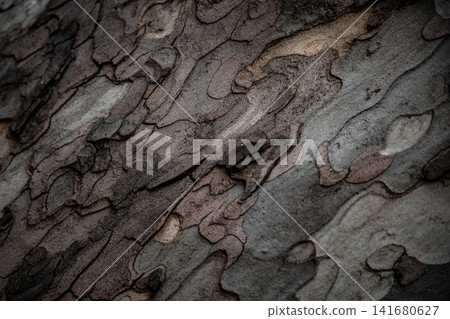 Abstract Tree Bark Texture Background with Peeling Natural Patterns, Detailed Organic Wood Surface Abstract Tree Bark Texture Background with Peeling Natural Patterns, Detailed Organic Wood Surface 141680627