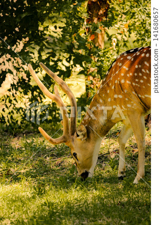 Spotted deer grazing on green grass in natural habitat, close up wildlife scene featuring graceful  141680657