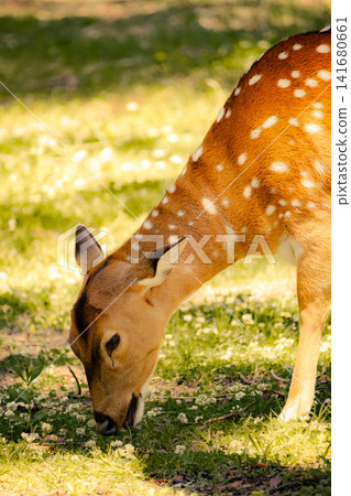 Spotted deer grazing on green grass in natural habitat, close up wildlife scene featuring graceful Spotted deer grazing on green grass in natural habitat, close up wildlife scene featuring graceful 141680661