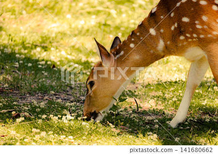 Spotted deer grazing on green grass in natural habitat, close up wildlife scene featuring graceful Spotted deer grazing on green grass in natural habitat, close up wildlife scene featuring graceful 141680662