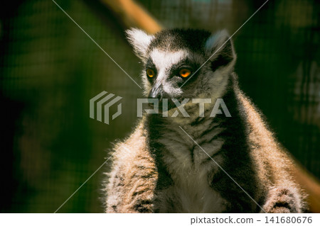 Ring Tailed Lemur Close Up Portrait with Bright Amber Eyes, Detailed Fur Texture and Natural Wildli Ring Tailed Lemur Close Up Portrait with Bright Amber Eyes, Detailed Fur Texture and Natural Wildli 141680676