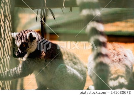 Ring Tailed Lemur Close Up Portrait with Bright Amber Eyes, Detailed Fur Texture and Natural Wildli Ring Tailed Lemur Close Up Portrait with Bright Amber Eyes, Detailed Fur Texture and Natural Wildli 141680678