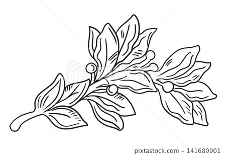 Drawing design element of laurel leaf vector isolated illustration 141680901