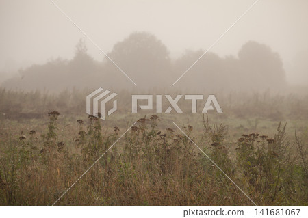 Scenic view of autumn field flowers shrouded in thick morning fog Scenic view of autumn field flowers shrouded in thick morning fog 141681067