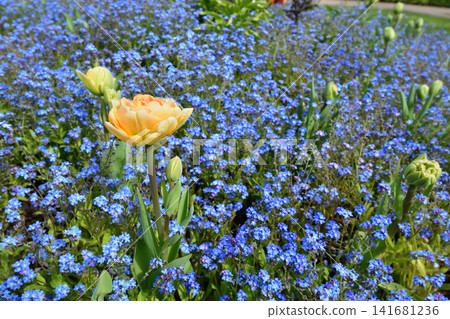 A spring scene of forget-me-nots and tulips blooming in the Trocadéro Gardens in Paris (April 11, 2022) A spring scene of forget-me-nots and tulips blooming in the Trocadéro Gardens in Paris (April 11, 2022) 141681236