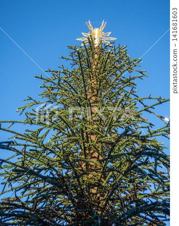 Installation of an outdoor Christmas tree. New Year in the southern resort town. Installation of an outdoor Christmas tree. New Year in the southern resort town. 141681603
