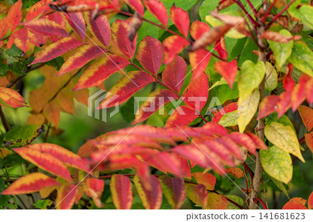 十一月的秋日森林景色:紅葉 十一月的秋日森林景色:紅葉 141681623
