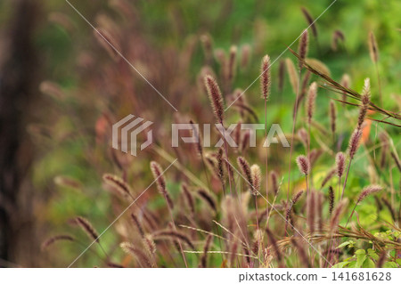 Brown-colored foxtail grass spikes Brown-colored foxtail grass spikes 141681628