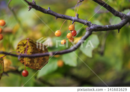 Autumn forest scenery: Brightly colored berries of the Japanese honeysuckle Autumn forest scenery: Brightly colored berries of the Japanese honeysuckle 141681629