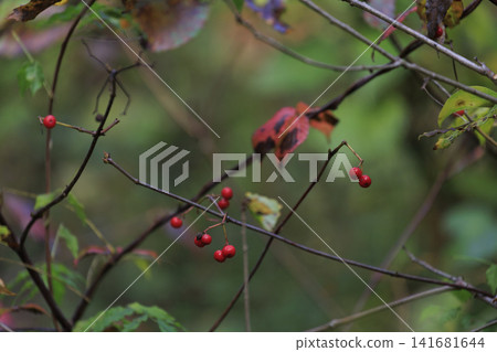 深秋森林景色:莢蒾屬植物的紅色葉子和漿果。 深秋森林景色:莢蒾屬植物的紅色葉子和漿果。 141681644