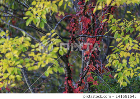 秋日森林景色：紅色的常春藤葉和泛黃的樹葉。 141681645