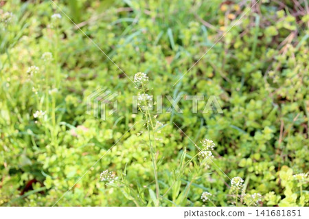 七種春草、薺菜花 141681851