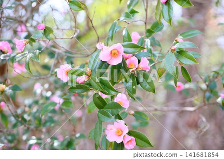 早春花卉:粉紅山茶花 早春花卉:粉紅山茶花 141681854