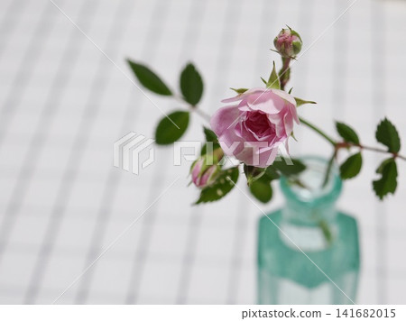 生活在花瓶的桃紅色玫瑰 生活在花瓶的桃紅色玫瑰 141682015