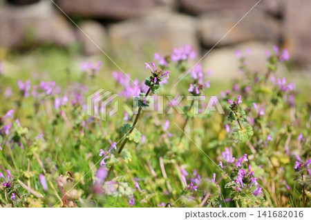 Cute early spring flower: Lamium amplexicaule Cute early spring flower: Lamium amplexicaule 141682016