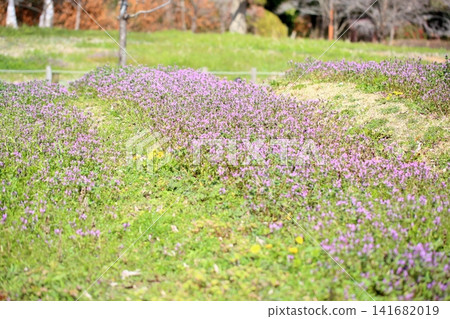 可愛的早春花朵,成簇生長:抱莖野芝麻(Lamium amplexicaule) 可愛的早春花朵,成簇生長:抱莖野芝麻(Lamium amplexicaule) 141682019