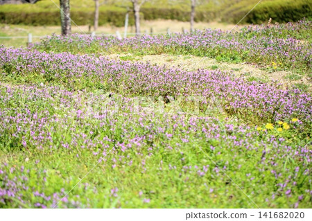 Cute early spring flowers, growing in clusters: Lamium amplexicaule Cute early spring flowers, growing in clusters: Lamium amplexicaule 141682020