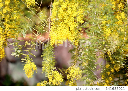 Refreshing spring flowers: Silver Wattle blossoms Refreshing spring flowers: Silver Wattle blossoms 141682021
