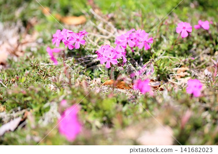 Early spring flowers: Cute moss phlox Early spring flowers: Cute moss phlox 141682023