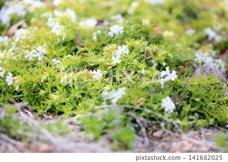 Early spring flowers, refreshing moss phlox Early spring flowers, refreshing moss phlox 141682025
