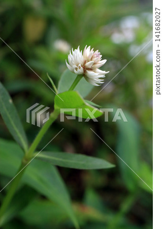 Alternanthera philoxeroides (a designated invasive alien species) Alternanthera philoxeroides (a designated invasive alien species) 141682027