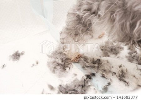 Close-up of a dog standing on a grooming table covered with cut gray fur Close-up of a dog standing on a grooming table covered with cut gray fur 141682377
