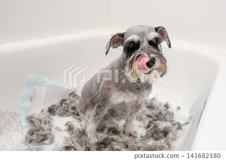 A miniature schnauzer in a bathtub licking its nose after a haircut, surrounded by shaved fur A miniature schnauzer in a bathtub licking its nose after a haircut, surrounded by shaved fur 141682380