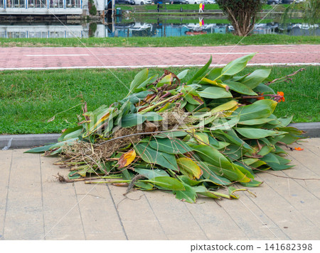 Work of landscaping services. Cut leaves on the sidewalk in the park. Gardener's work. Pruning bushes and branches in winter Work of landscaping services. Cut leaves on the sidewalk in the park. Gardener's work. Pruning bushes and branches in winter 141682398