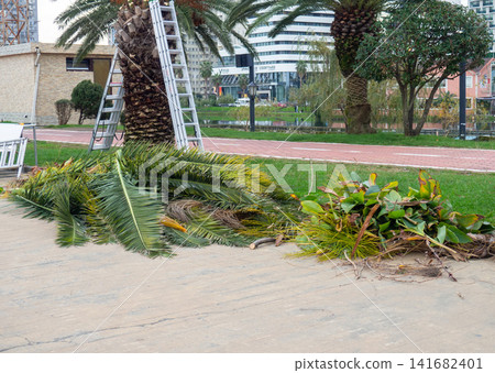 Work of landscaping services. Cut leaves on the sidewalk in the park. Gardener's work. Pruning bushes and branches in winter. Work of landscaping services. Cut leaves on the sidewalk in the park. Gardener's work. Pruning bushes and branches in winter. 141682401