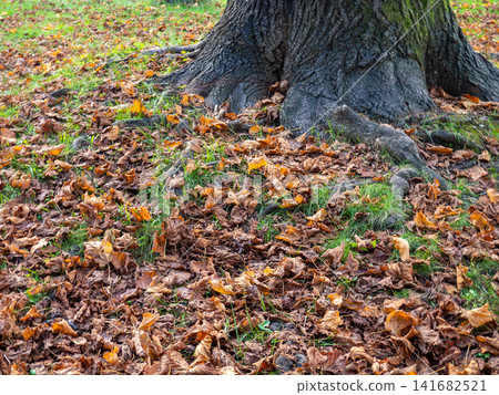 Autumn concept. Dry leaves lie on the green grass. December in the subtropics Autumn concept. Dry leaves lie on the green grass. December in the subtropics 141682521