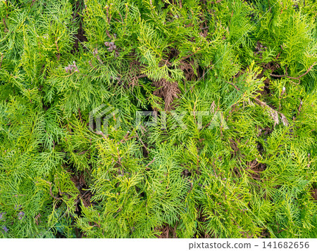 Background from coniferous leaves. A gentle green plant. Natural background. Vegetation in the park Background from coniferous leaves. A gentle green plant. Natural background. Vegetation in the park 141682656