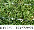 Garland on a bush in the park. Coniferous bush with a cord on the branches. Preparing for the New Year. 141682694