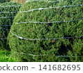 Garland on a bush in the park. Coniferous bush with a cord on the branches. Preparing for the New Year. 141682695