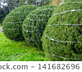Garland on a bush in the park. Coniferous bush with a cord on the branches. Preparing for the New Year. 141682696